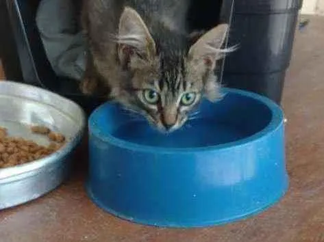 Gato ra a  idade  nome Sem nome