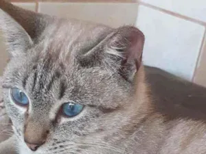 Gato raça  idade 7 a 11 meses nome Luna