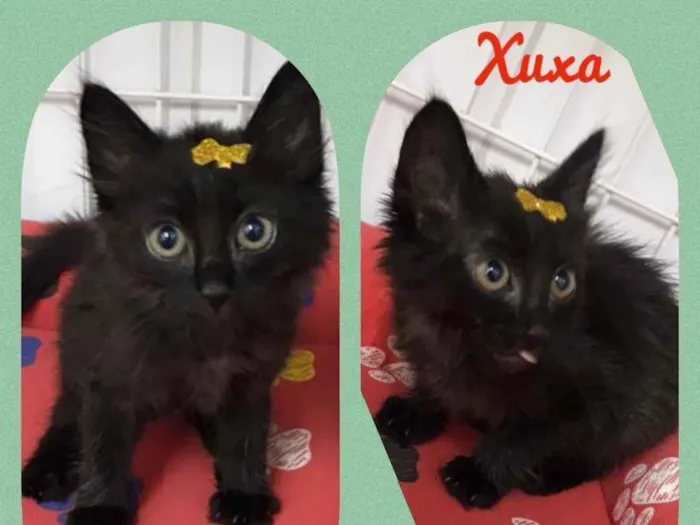 Gato raça Srd idade 2 a 6 meses nome Xuxa