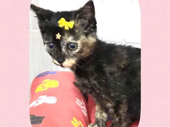 Gato raça Srd idade 2 a 6 meses nome Pandora