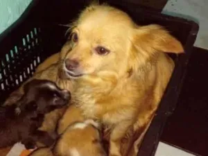 Cachorro raça  idade 4 anos nome Belinha