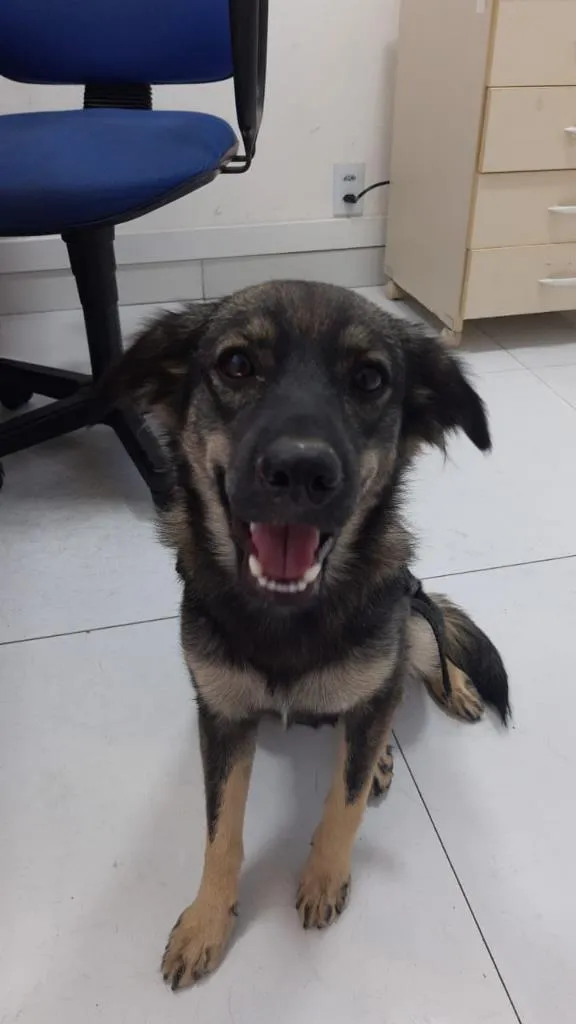 Cachorro ra a SRD-ViraLata idade 2 a 6 meses nome Sem nome