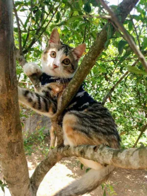 Gato raça  idade 2 a 6 meses nome Julieta