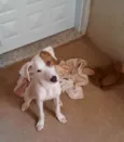 Scooby 