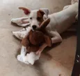 Scooby 