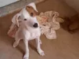 Scooby 