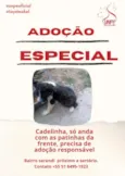 Cachorrinha Especial