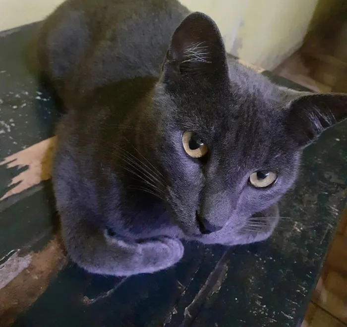 Gato ra a  idade 2 anos nome Kim & Kiara