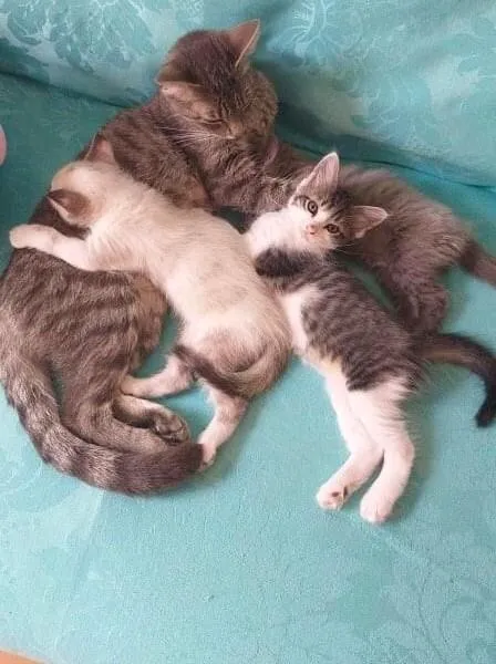 Gato ra a  idade 2 a 6 meses nome Bebezinhos