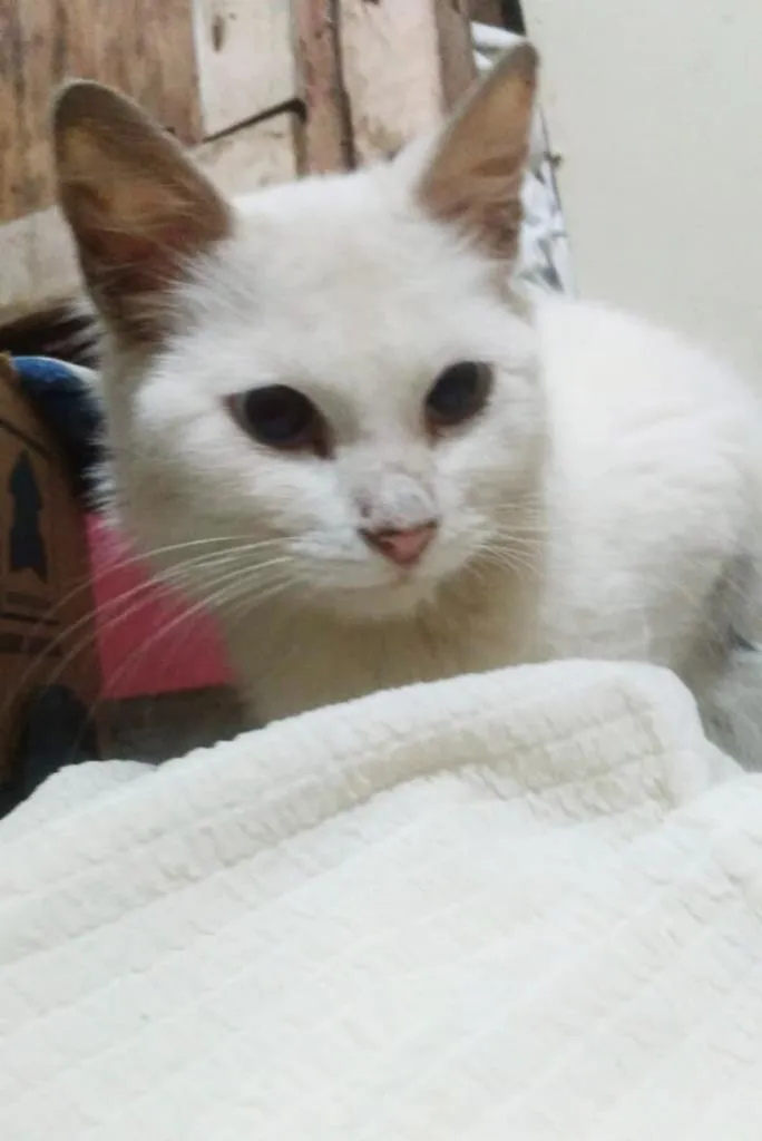 Gato ra a  idade 1 ano nome Sushi (peluda)