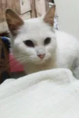 Sushi (peluda)