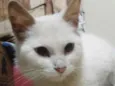 Sushi (peluda)