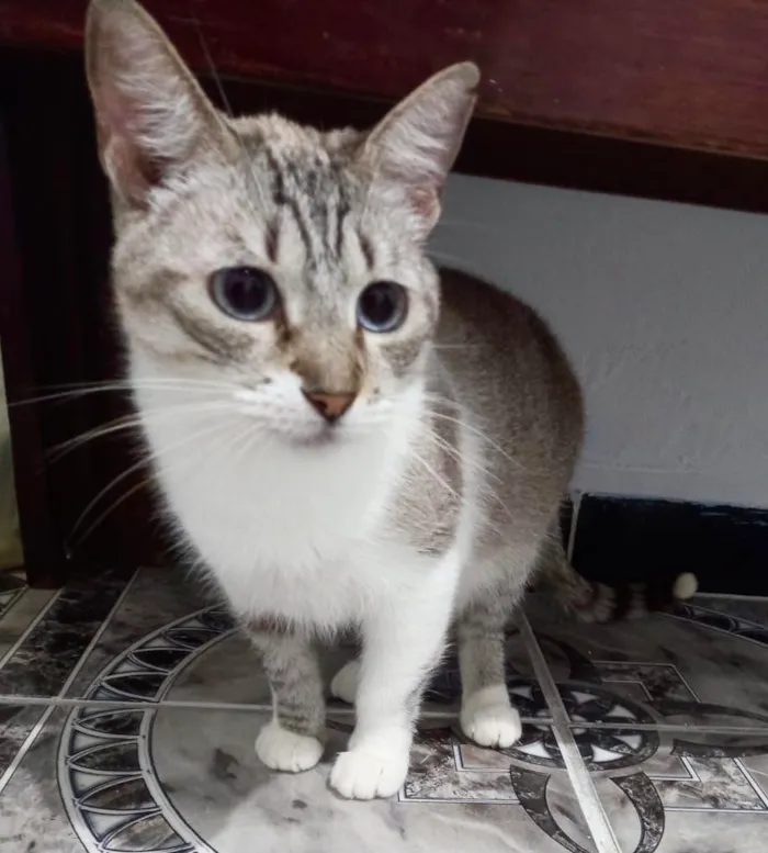 Gato ra a  idade 1 ano nome Aninha