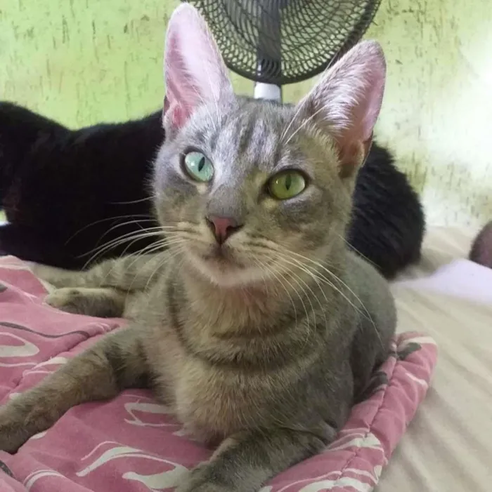 Gato ra a  idade 2 a 6 meses nome Rubi