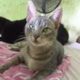 Rubi