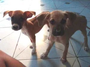 Cachorro raça Virar lata  idade Abaixo de 2 meses nome Sem nome para adoção