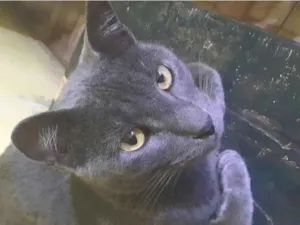Gato raça  idade 2 anos nome Kim & Kiara