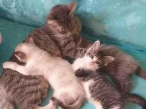Gato raça  idade 2 a 6 meses nome Bebezinhos