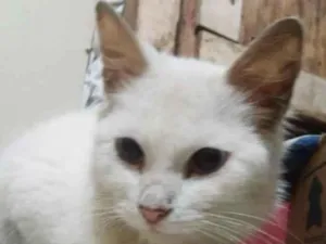 Gato raça  idade 1 ano nome Sushi (peluda)