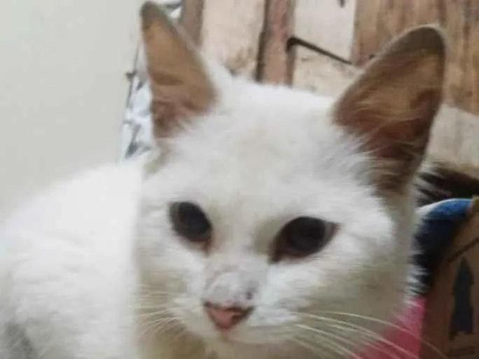 Gato ra a  idade 1 ano nome Sushi (peluda)