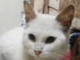Sushi (peluda)