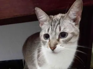Gato raça  idade 1 ano nome Aninha