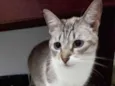 Aninha