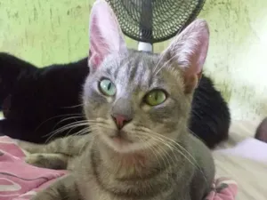 Gato raça  idade 2 a 6 meses nome Rubi