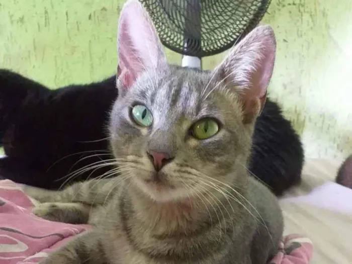 Gato ra a  idade 2 a 6 meses nome Rubi