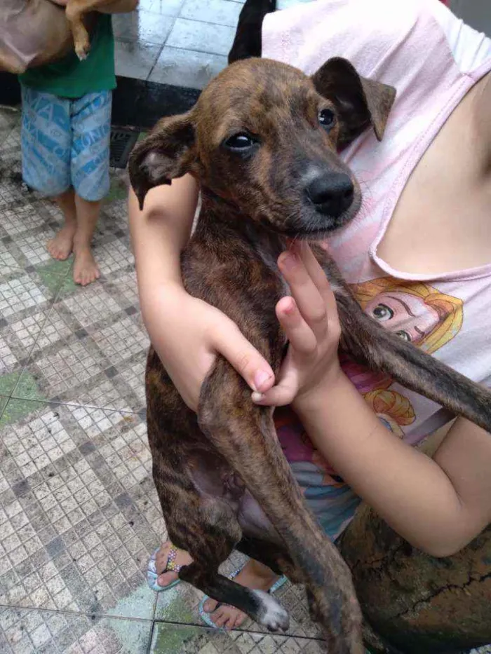 Cachorro ra a Viralata idade 2 a 6 meses nome Batata Thor frede ja