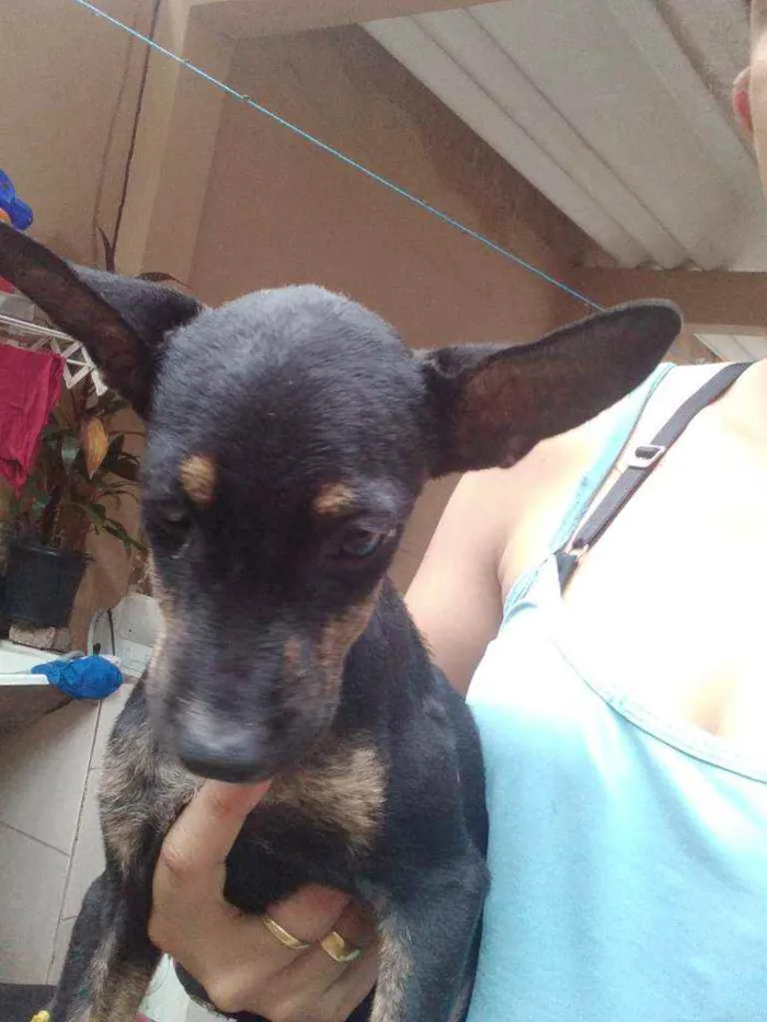 Cachorro ra a Viralata idade 2 a 6 meses nome Batata Thor frede ja