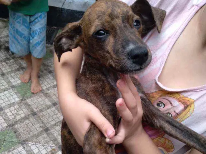 Cachorro ra a Viralata idade 2 a 6 meses nome Batata Thor frede ja