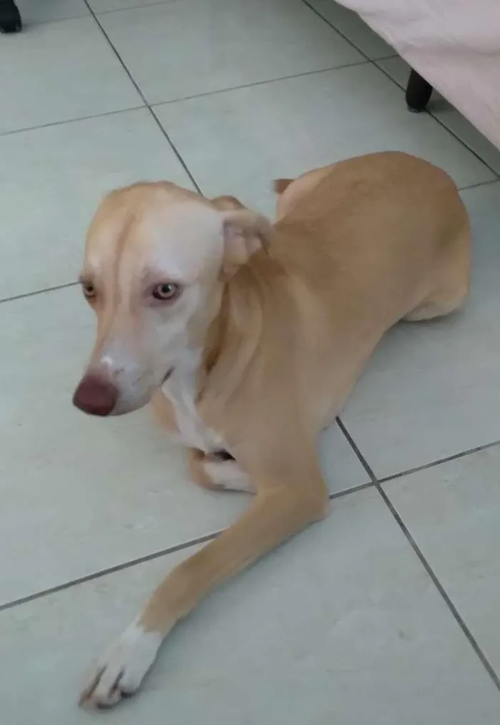 Cachorro ra a indef idade 1 ano nome varios