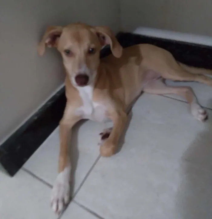 Cachorro ra a indef idade 1 ano nome varios