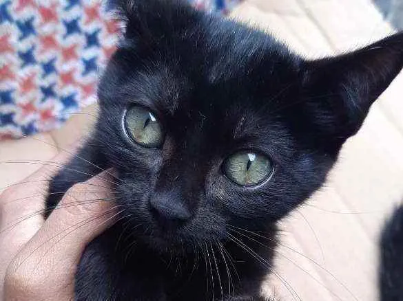 Gato ra a Vira lata idade 2 a 6 meses nome Jasmine e Frozen
