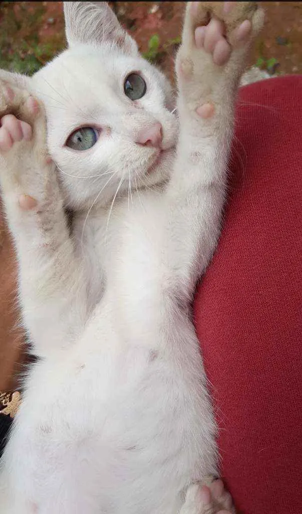 Gato ra a Vira lata idade 2 a 6 meses nome Frozen