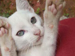 Gato raça Vira lata idade 2 a 6 meses nome Frozen