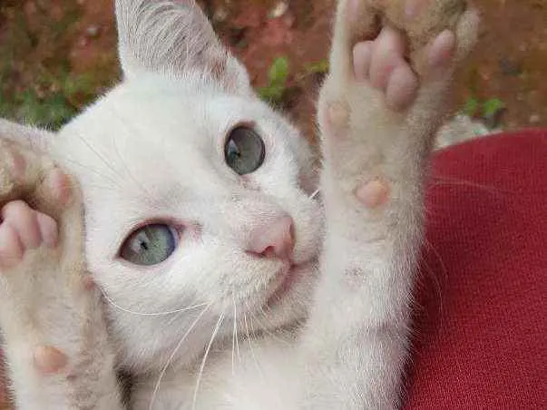 Gato ra a Vira lata idade 2 a 6 meses nome Frozen