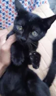 Jasmine