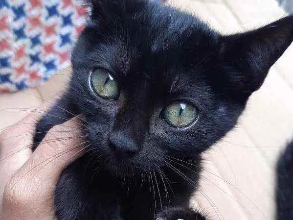 Gato ra a Vira lata idade 2 a 6 meses nome Jasmine 