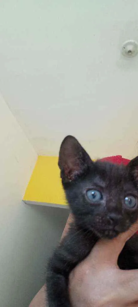 Gato raça  idade 2 a 6 meses nome Não tem nome 