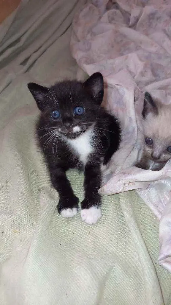 Gato raça  idade 2 a 6 meses nome Sem nome