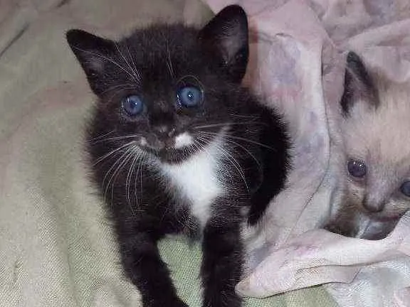 Gato raça  idade 2 a 6 meses nome Sem nome