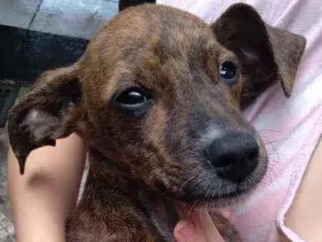 Cachorro ra a Viralata idade 2 a 6 meses nome Batata Thor frede ja