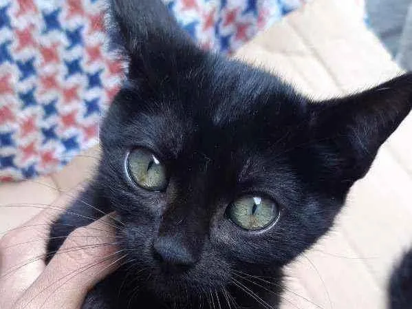Gato ra a Vira lata idade 2 a 6 meses nome Jasmine 