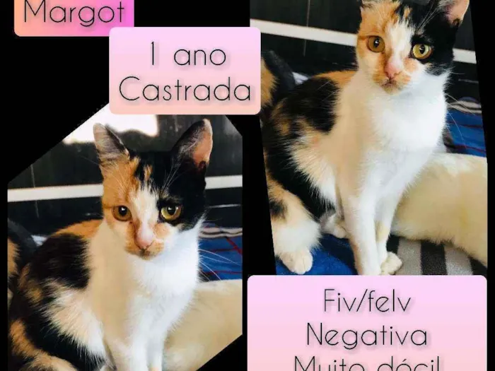Gato raça SRD idade 1 ano nome Margot 