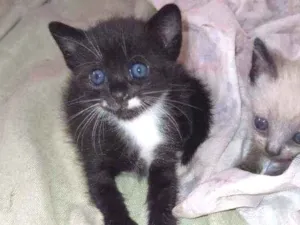 Gato raça  idade 2 a 6 meses nome Sem nome