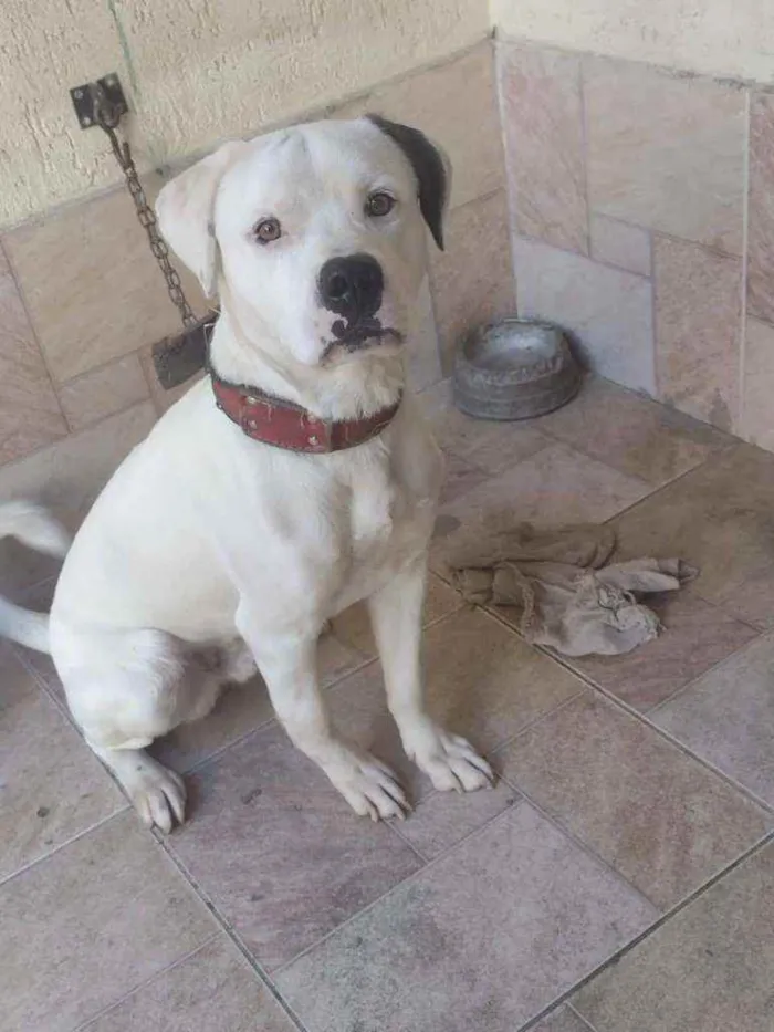 Cachorro ra a Dogo idade  nome Eros