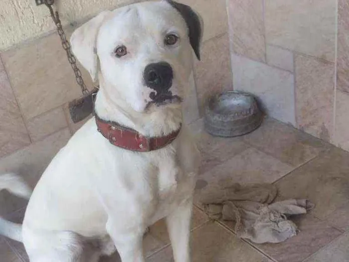 Cachorro ra a Dogo idade  nome Eros