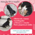 Filhotinhos